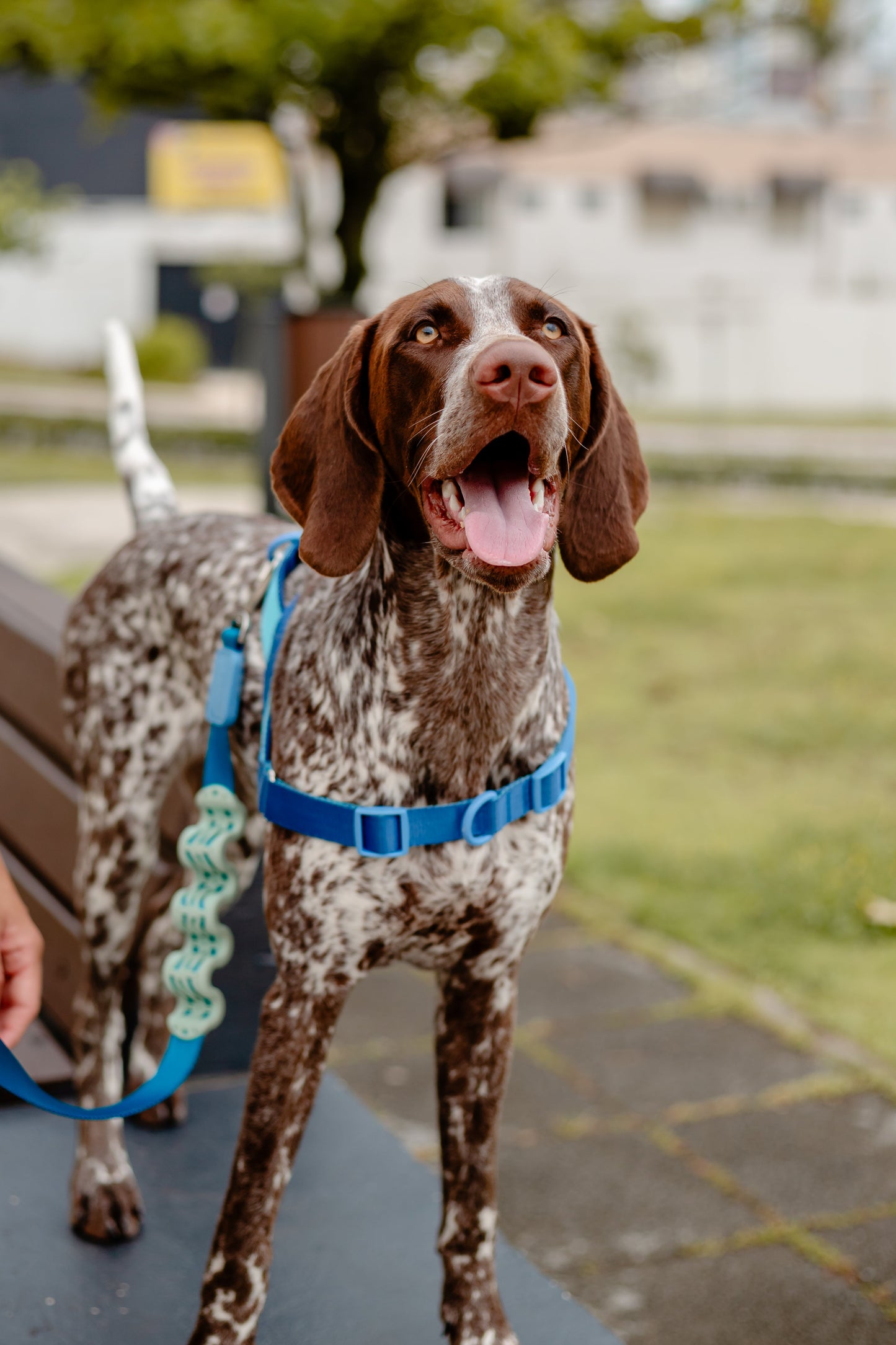 Gentle Pull Dog Leash