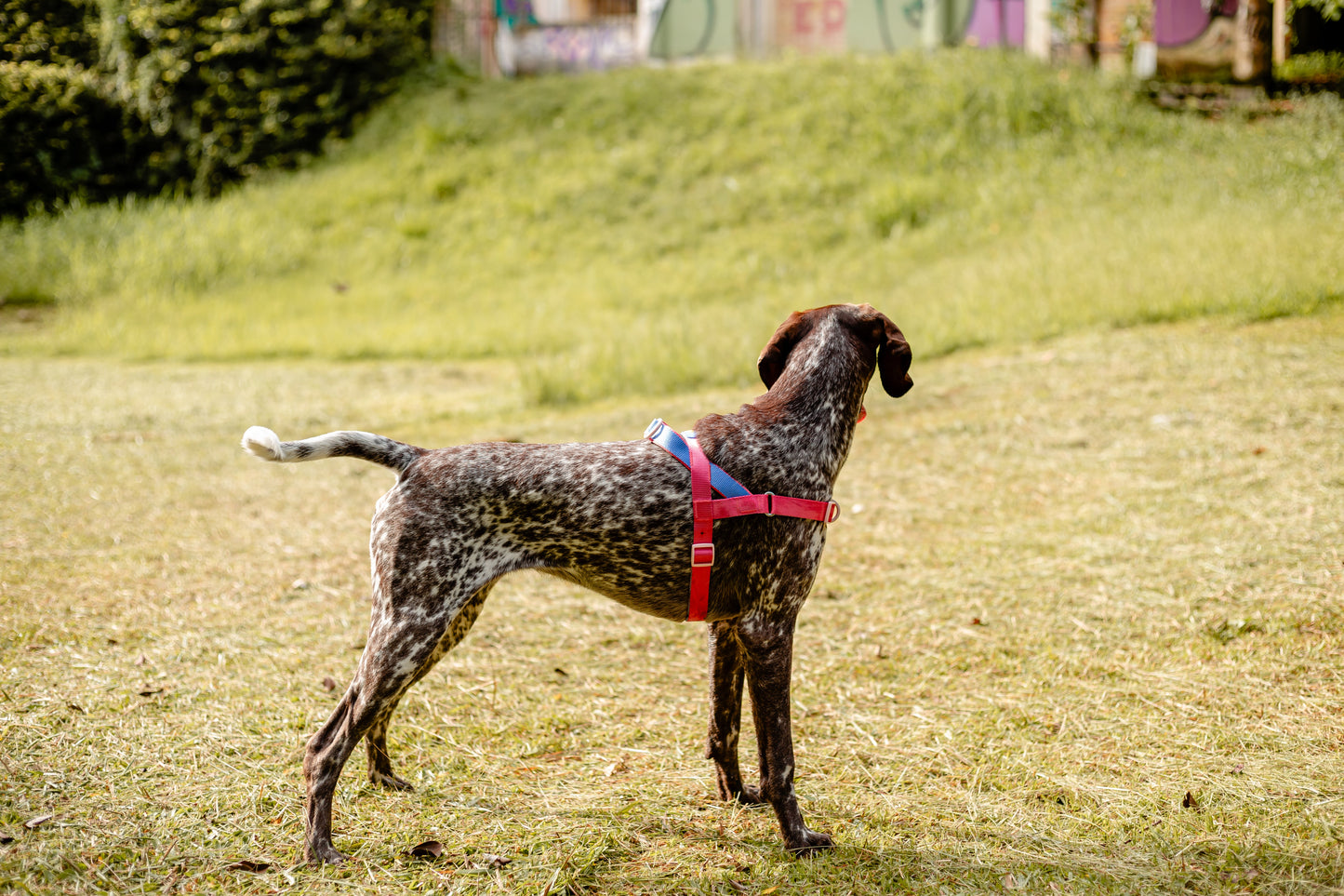 Adjustable Gentle Pull Dog Harness