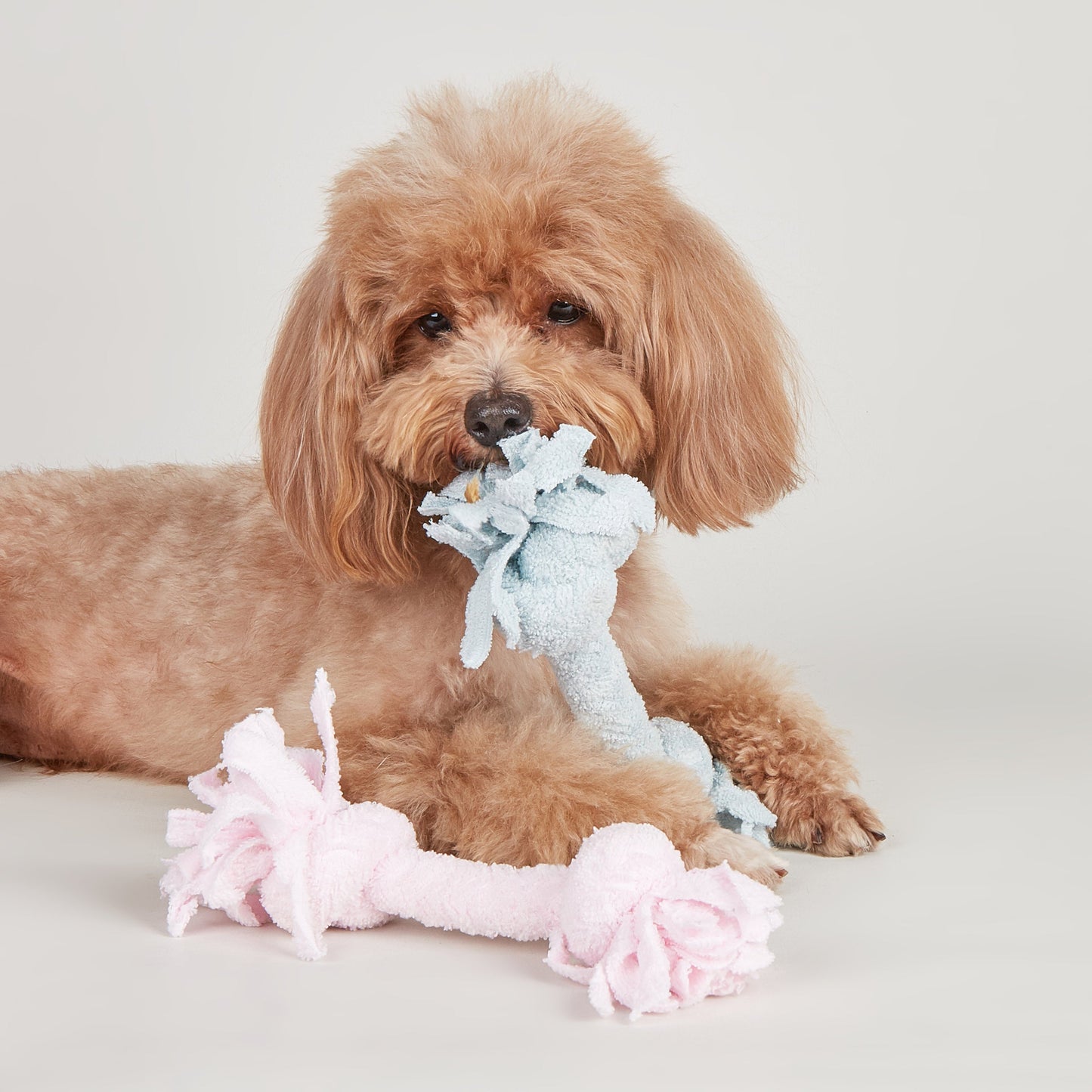 FOFOS TERRY ROPE 2KNOTS PUPPY TOY